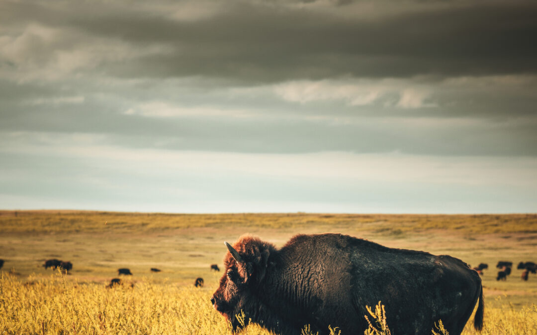 Wyoming on Wellness Podcast: Be the Buffalo – Facing the Storms of Health and Life