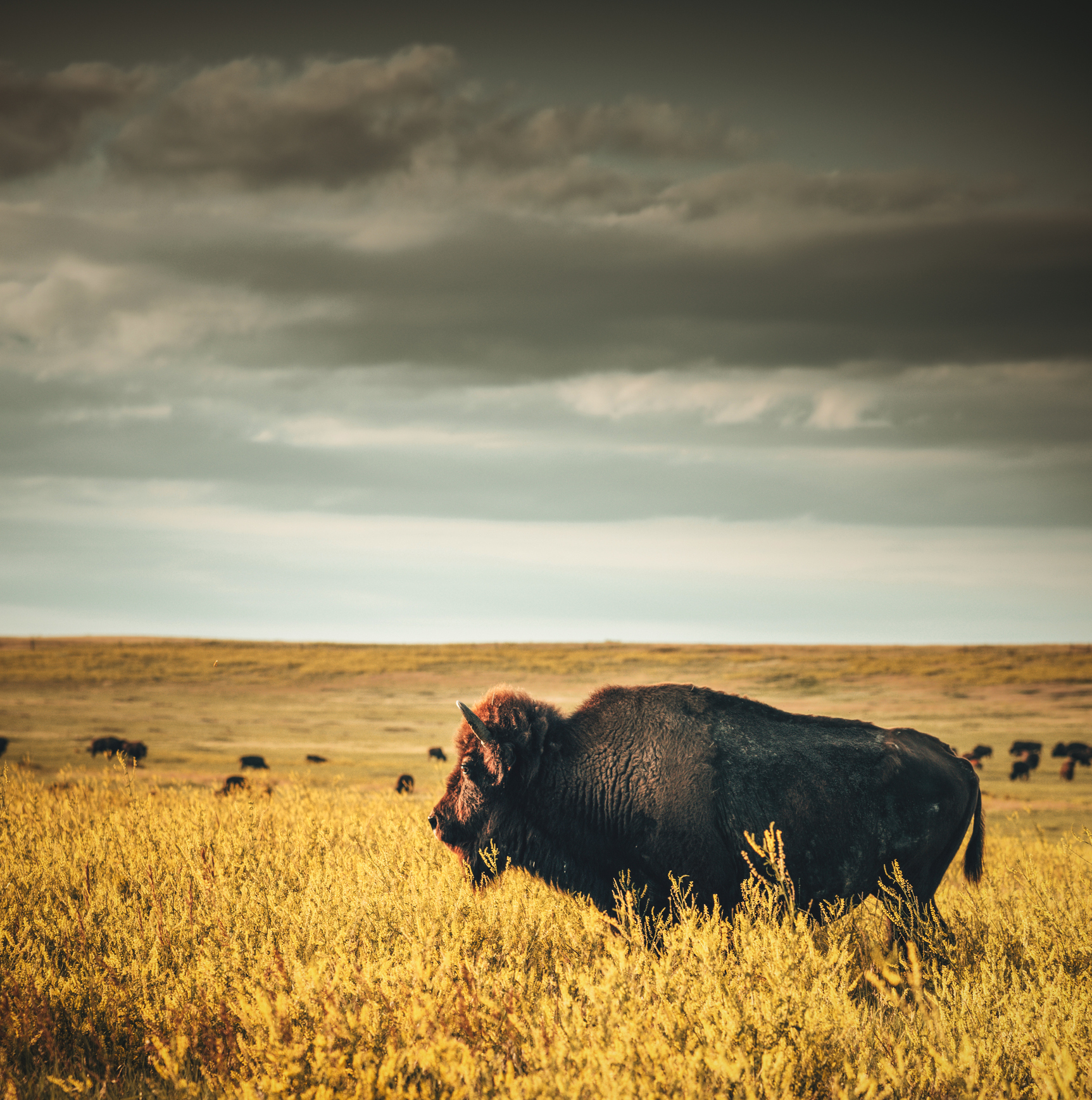 A buffalo stands in an open field, facing storm clouds